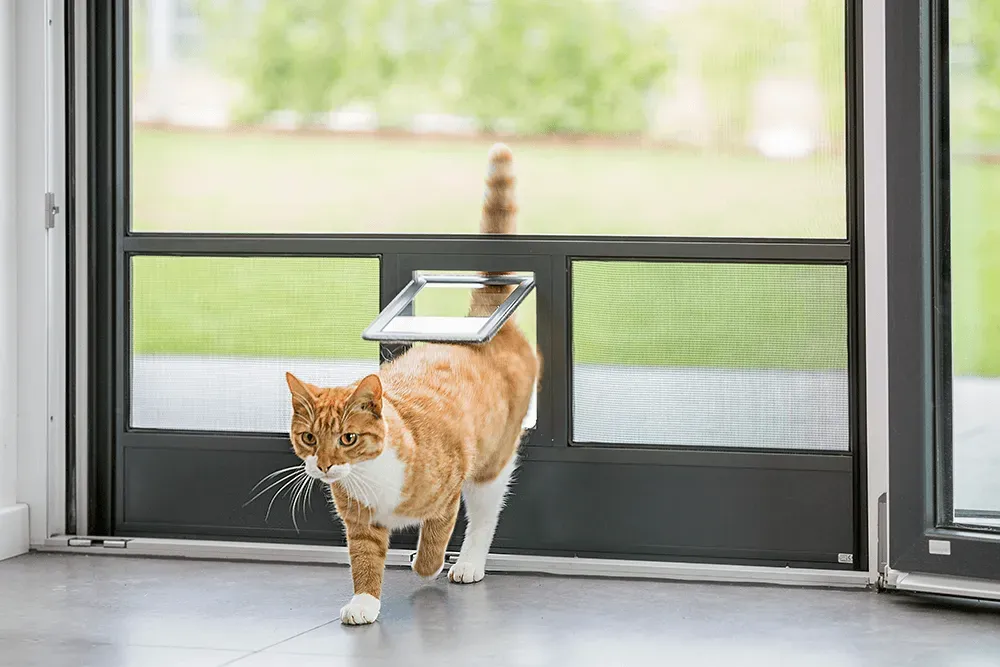 Eine orange-weiße Katze läuft durch eine Fliegengittertür.
