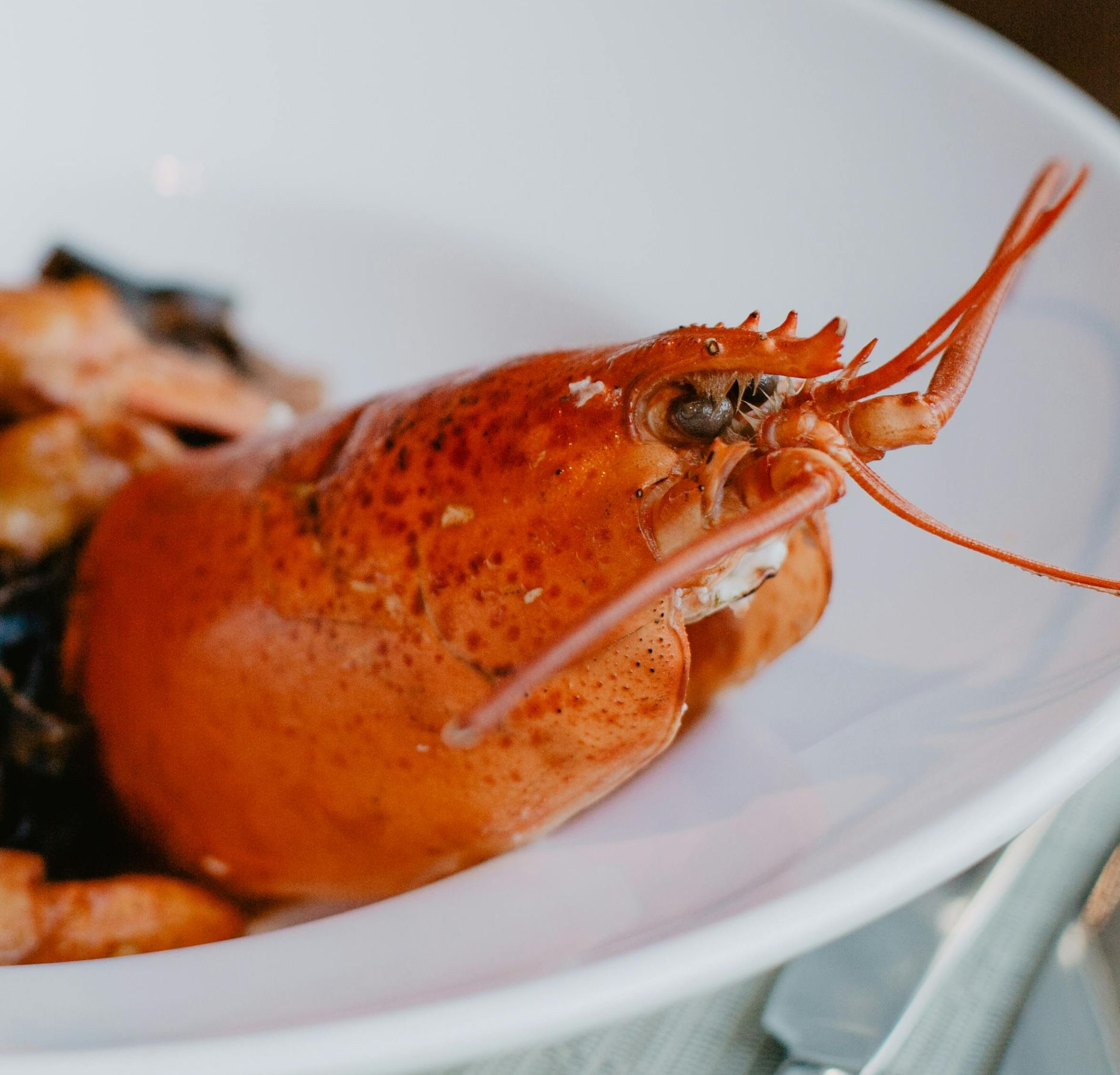 Hummer auf Teller