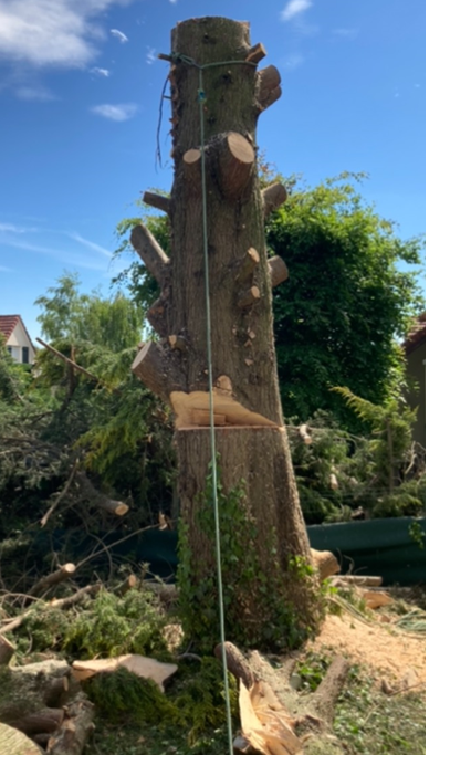 abatage bas du tronc