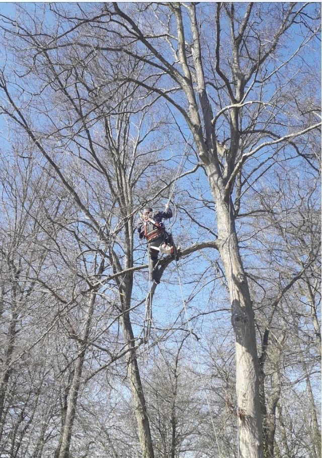 Elagueur dans les arbres
