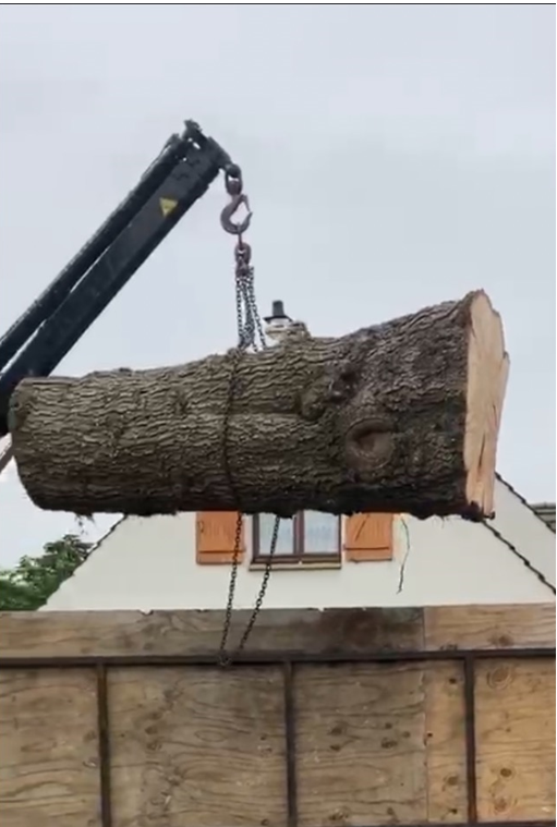 Tronc d'arbre coupé
