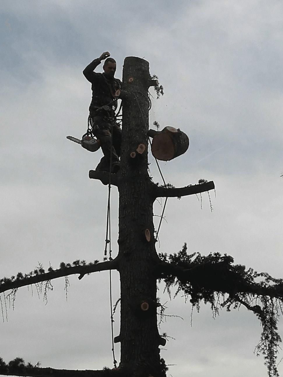 Elagage d'arbre