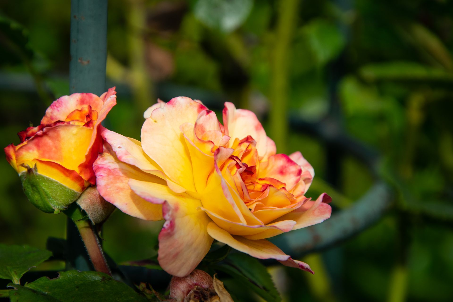 Eine gelb-rote Blume am Blühen.
