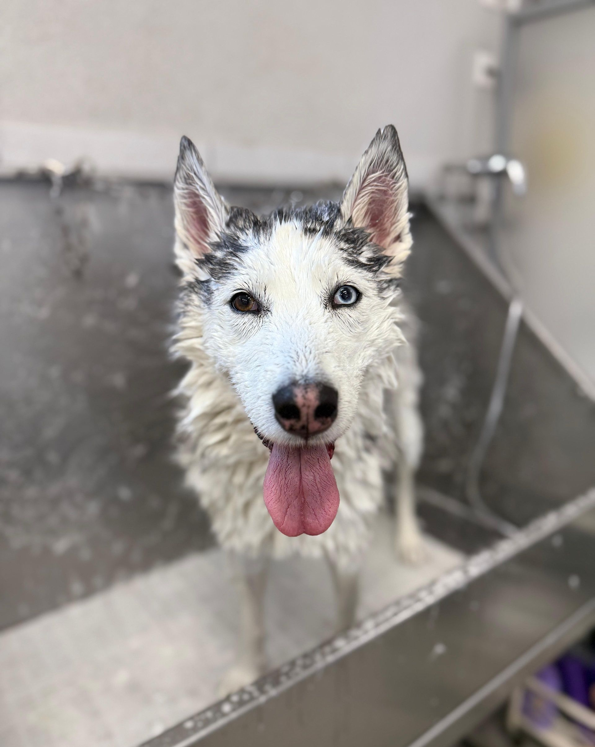 Una donna sta pulendo le orecchie di un cane con un batuffolo di cotone.