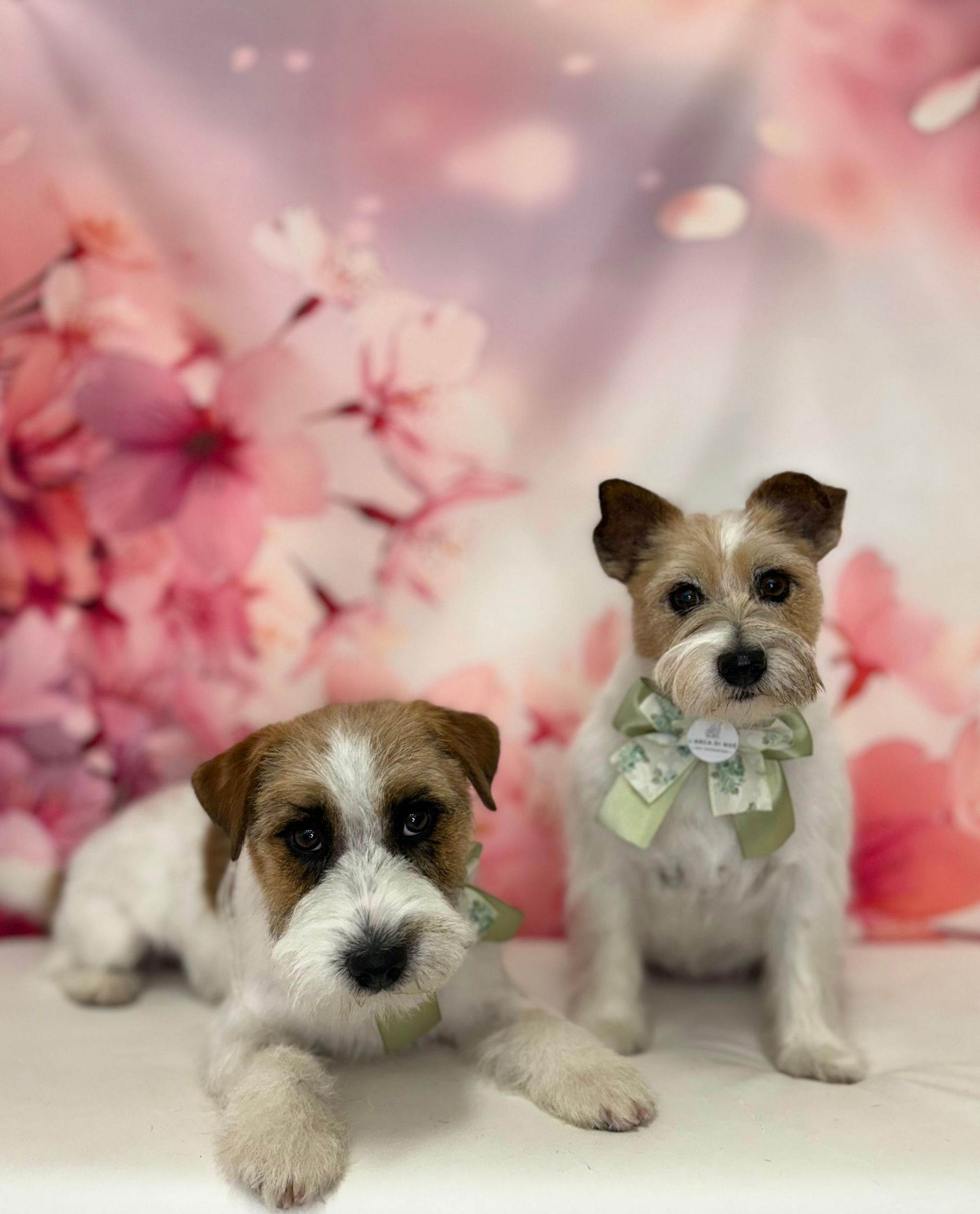 Una donna sta spazzolando un cane con un asciugacapelli.