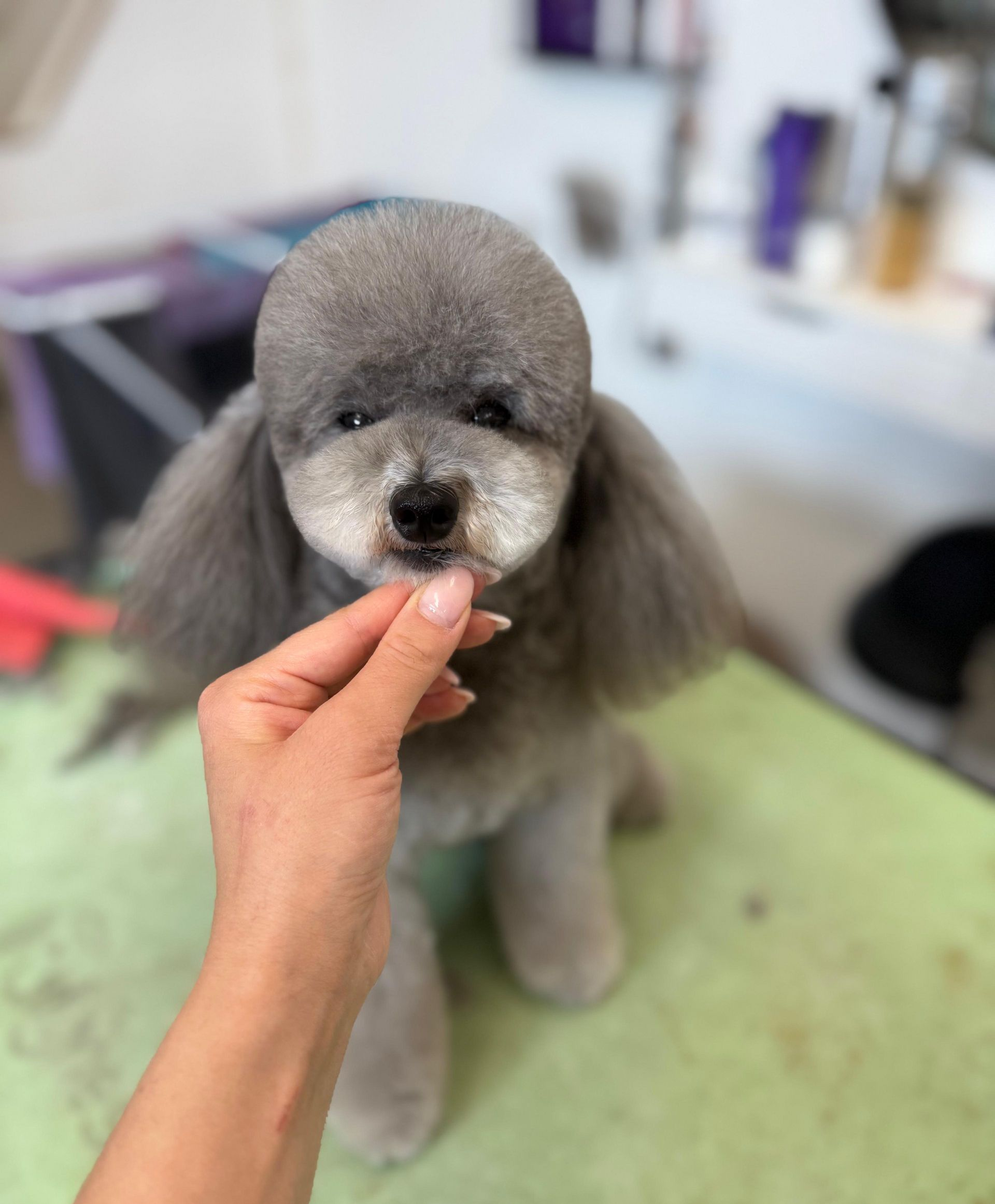 Un cane è seduto su un tavolo con la lingua di fuori.