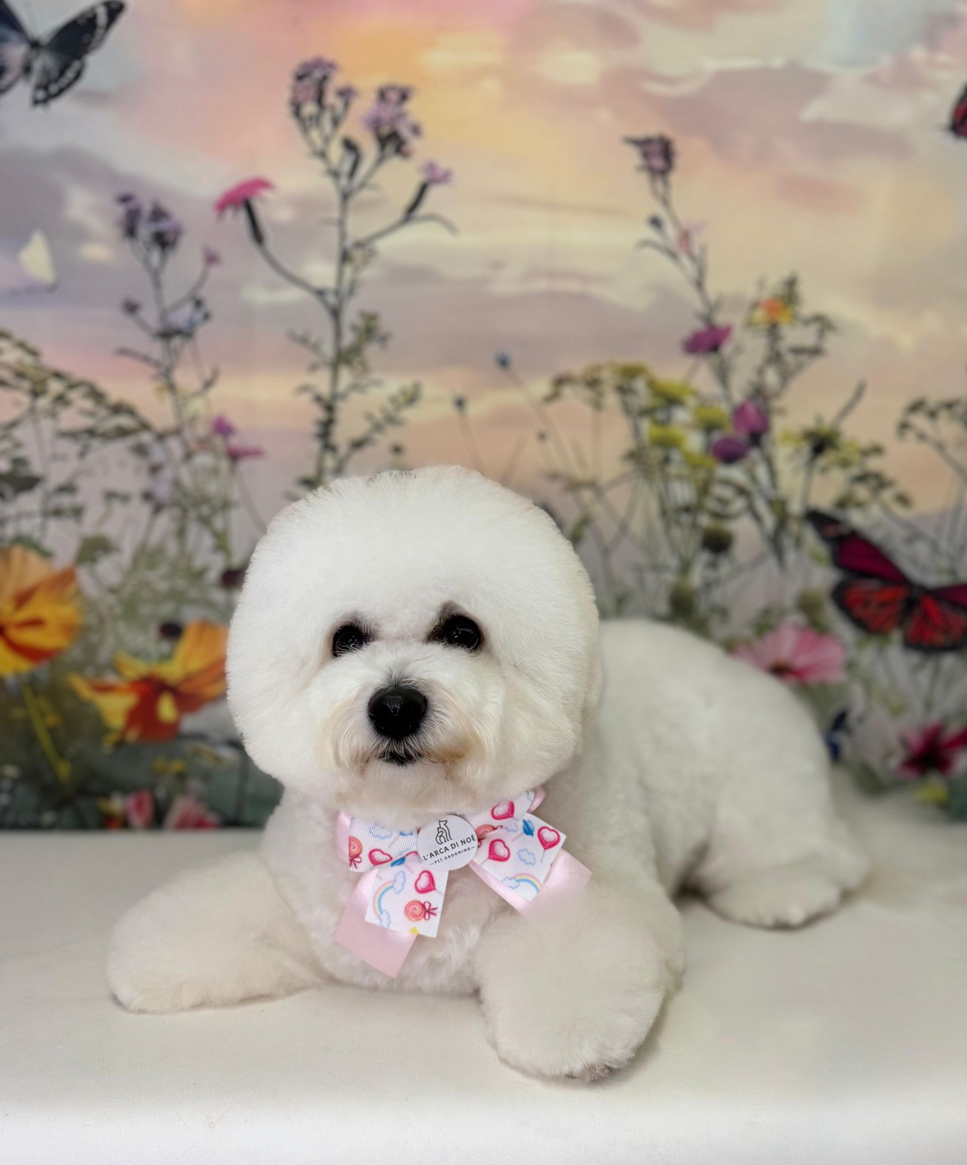 Un cucciolo viene lavato in un secchio con acqua e sapone.