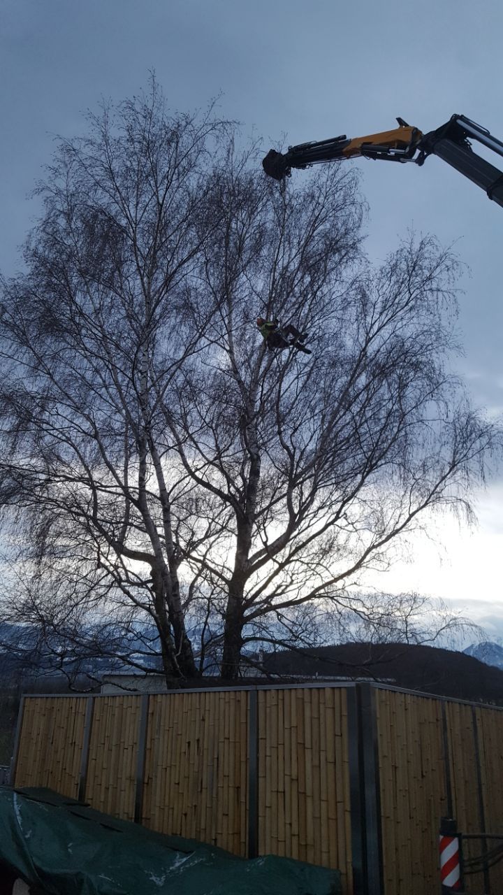 Baumarbeiten - Dörig Gartenbau GmbH