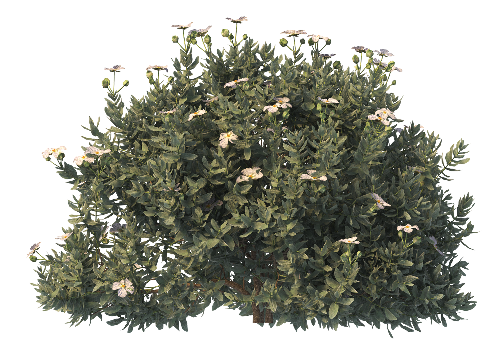 Un buisson avec des fleurs