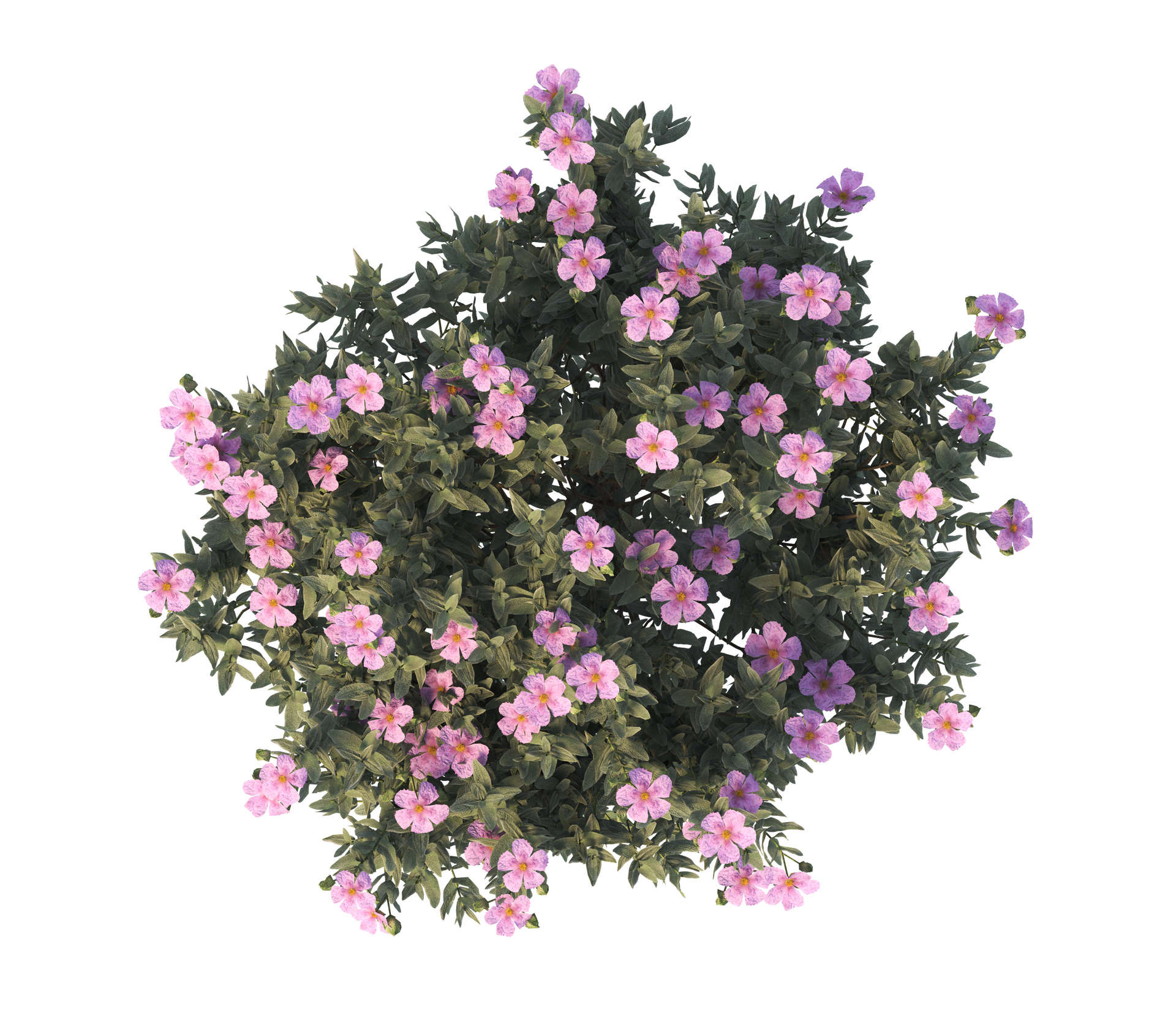 Un buisson de fleurs roses