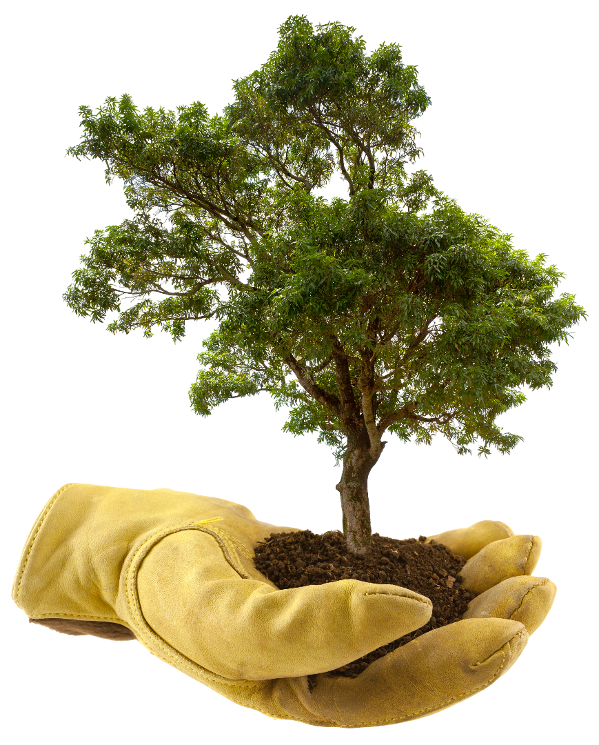 Un arbre dans un gant