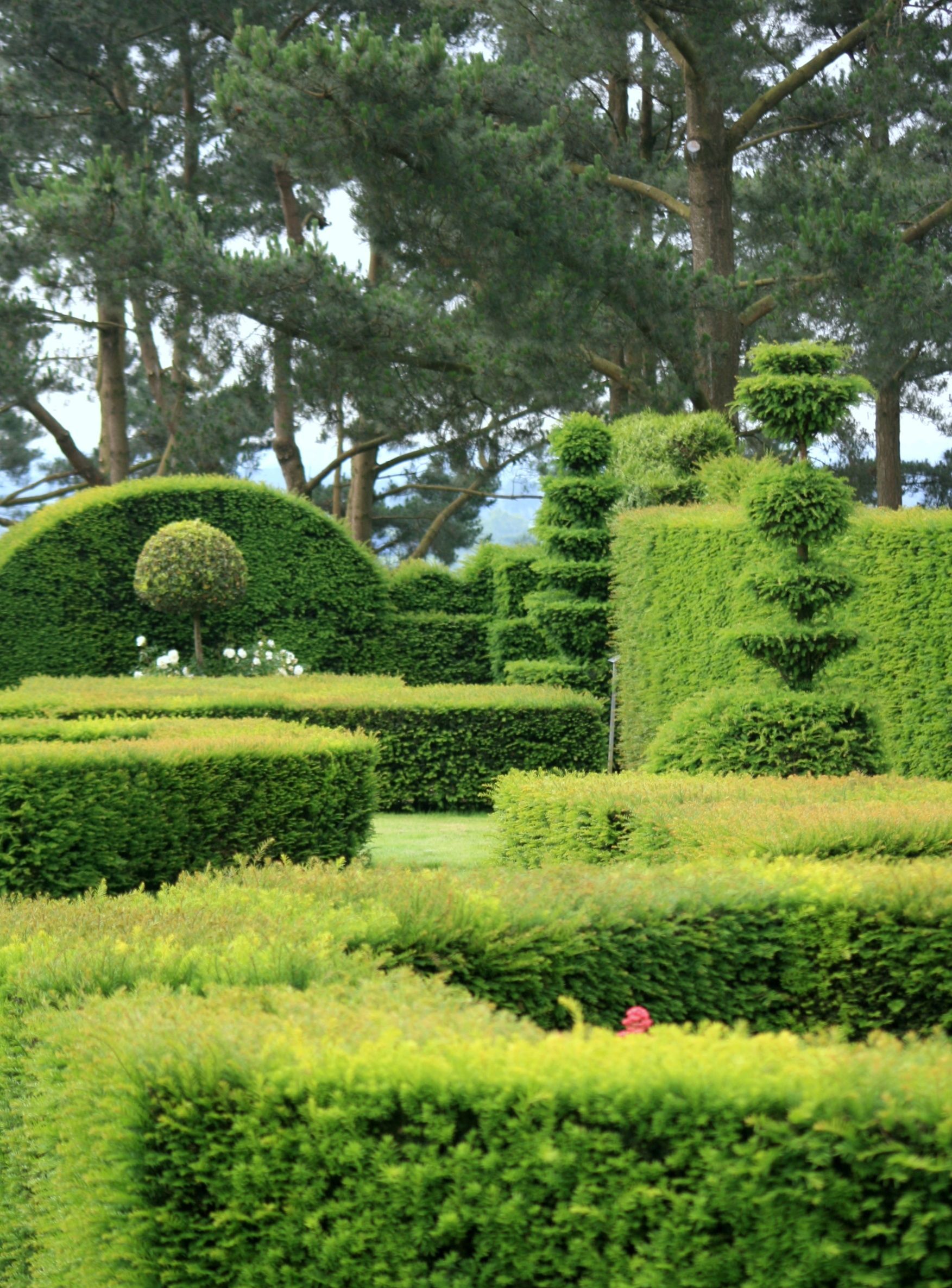 Des arbustes proprement entretenus