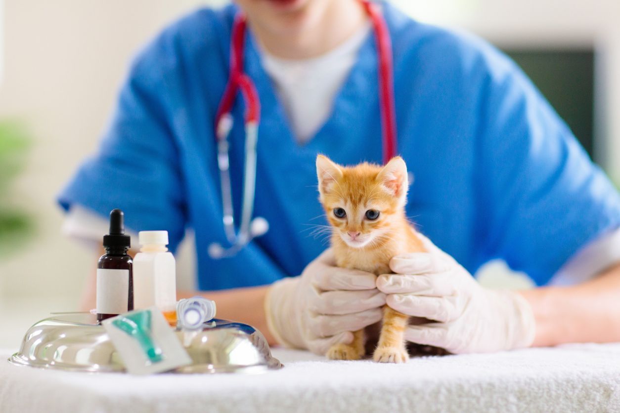 Un veterinario está examinando un gatito en una mesa.