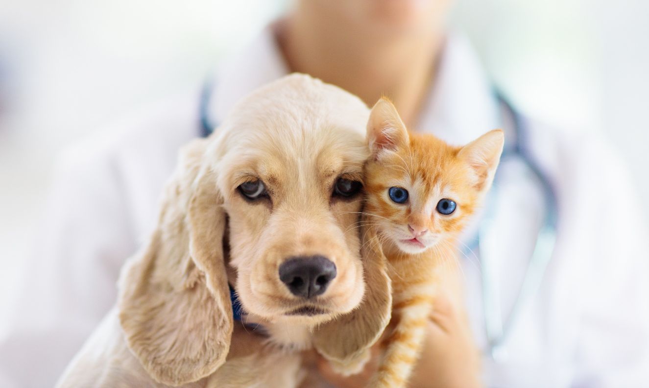 Un perro y un gatito están siendo sostenidos por un veterinario.