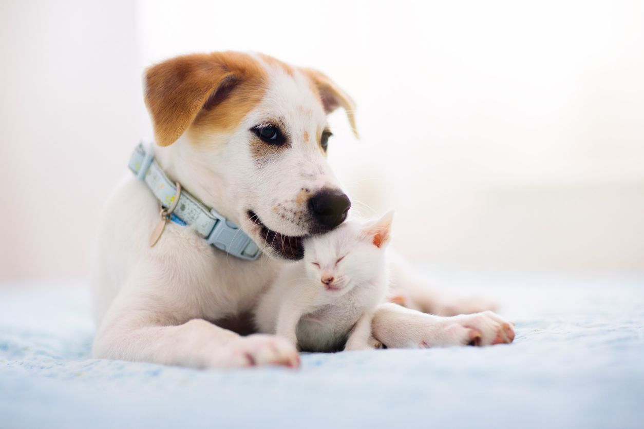 Un perro y un gatito están acostados uno al lado del otro sobre una manta.