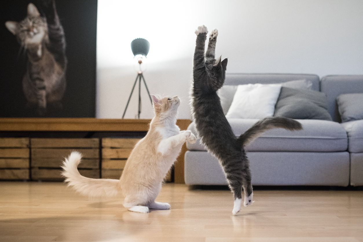 Dos gatos están jugando entre sí en una sala de estar.