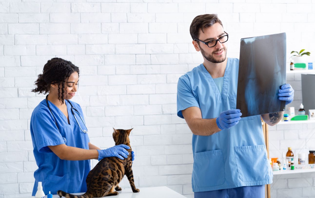 Un hombre y una mujer están mirando una radiografía de un gato.