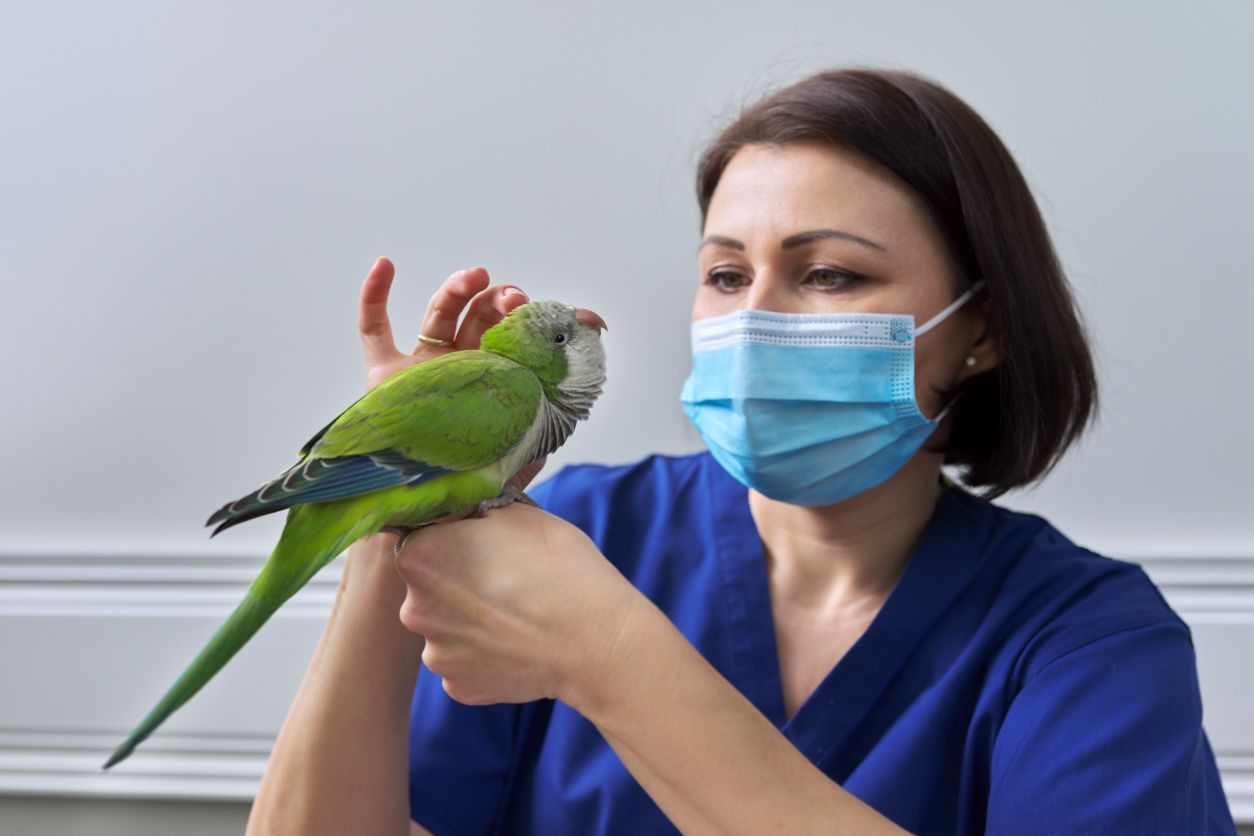Una mujer que lleva una máscara sostiene un loro verde.