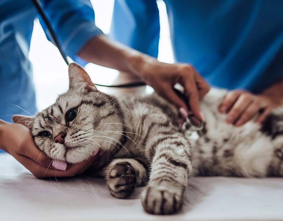 Veterinario examinando a un gato atigrado gris con un estetoscopio. El gato descansa sobre una mesa.