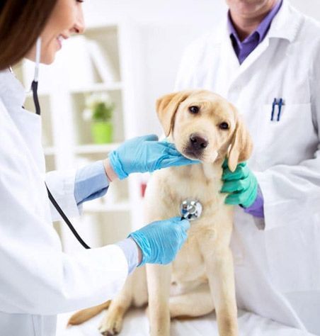 Veterinarios examinan a un labrador amarillo con un estetoscopio. En un entorno clínico, con batas blancas y guantes.
