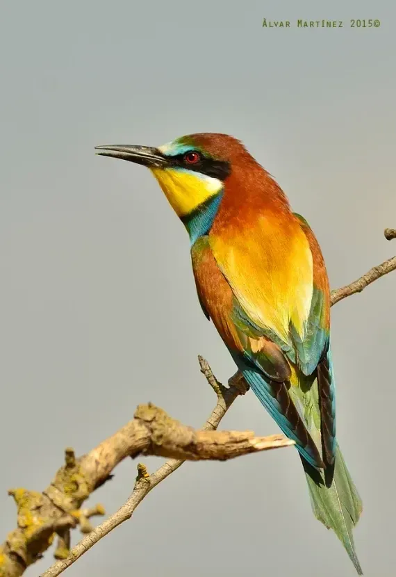Un colorido abejaruco, con plumaje verde, amarillo, naranja y azul, se posaba en una rama.