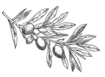 Dessin d'olivier