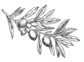 Dessin d'olivier