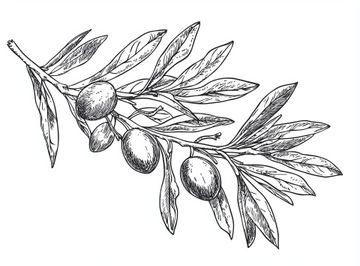 Dessin d'olivier