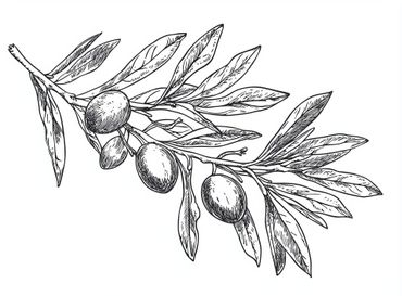 Dessin d'olivier