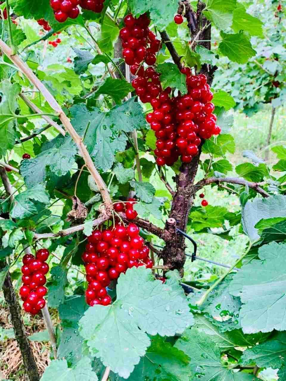 rote Johannisbeeren an einem Strauch