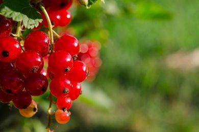 rote Johannisbeeren