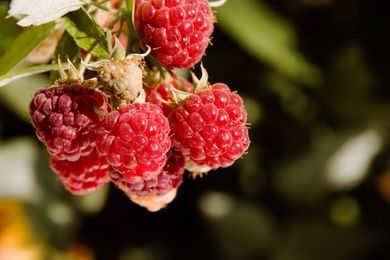 Himbeeren an einem Strauch