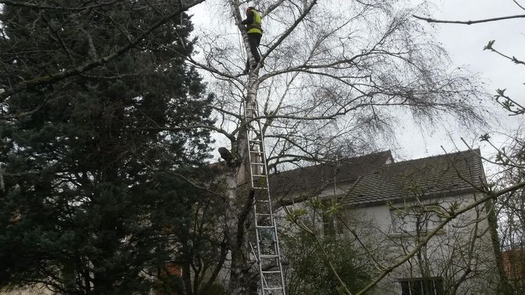 Abattage d'arbres Le Paysagiste du Bengy à Varennes-Vauzelles dans la Nièvre (58) 