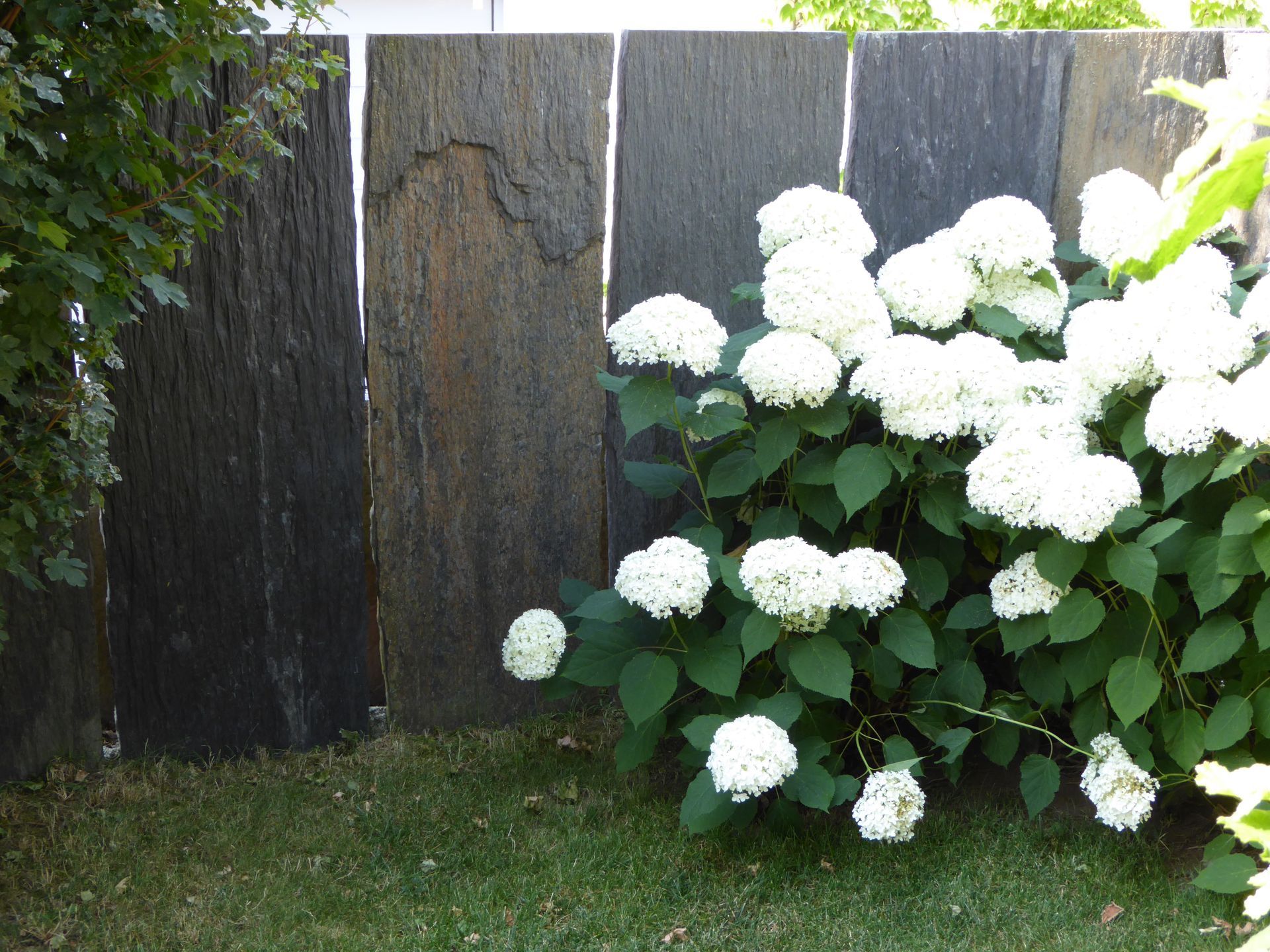 Steinmauer mit davor stehendem weißen Hortensienbusch.