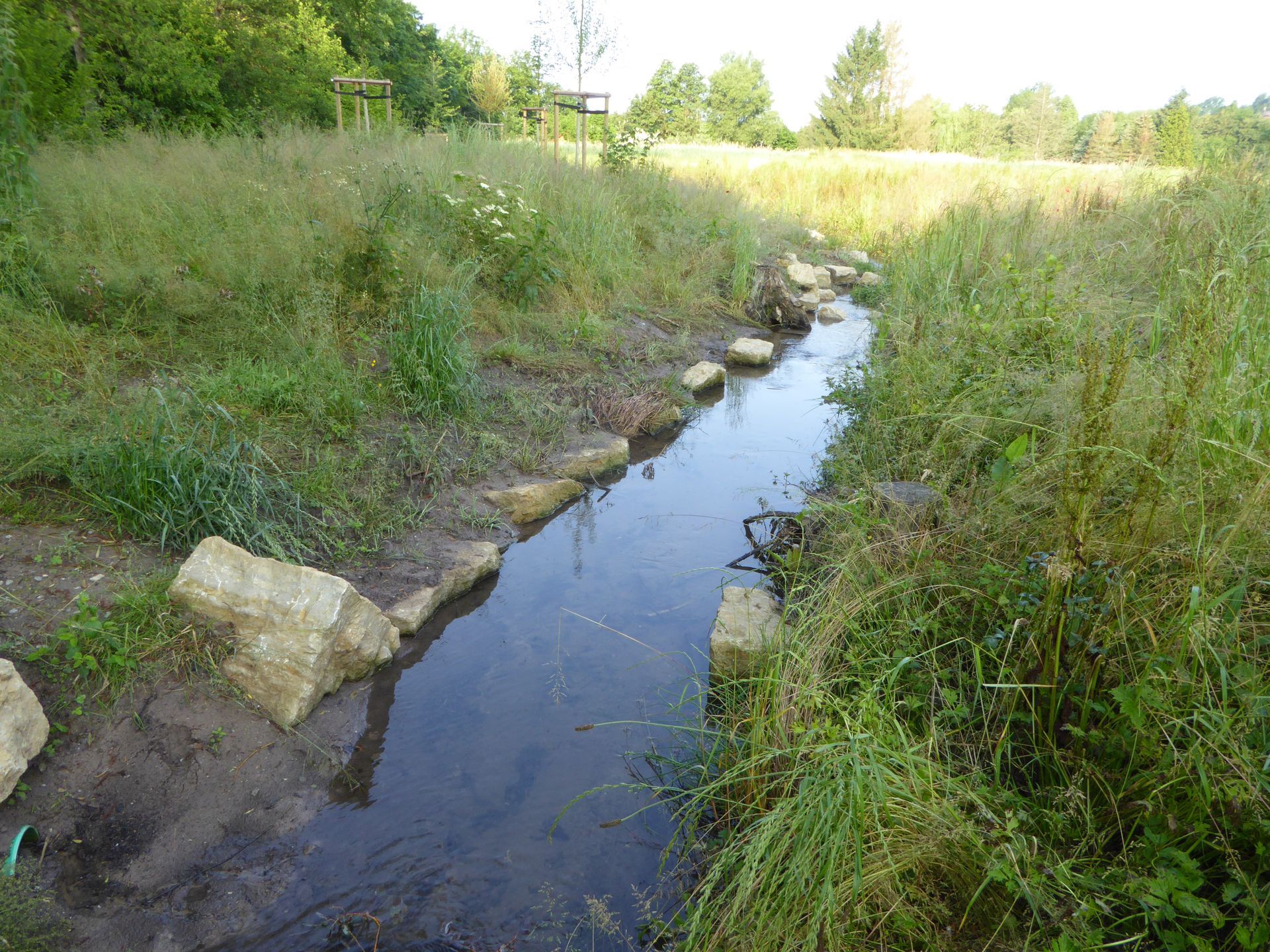 Ein üppig grüner Garten mit einem Zaun und einer Terrasse im Hintergrund.