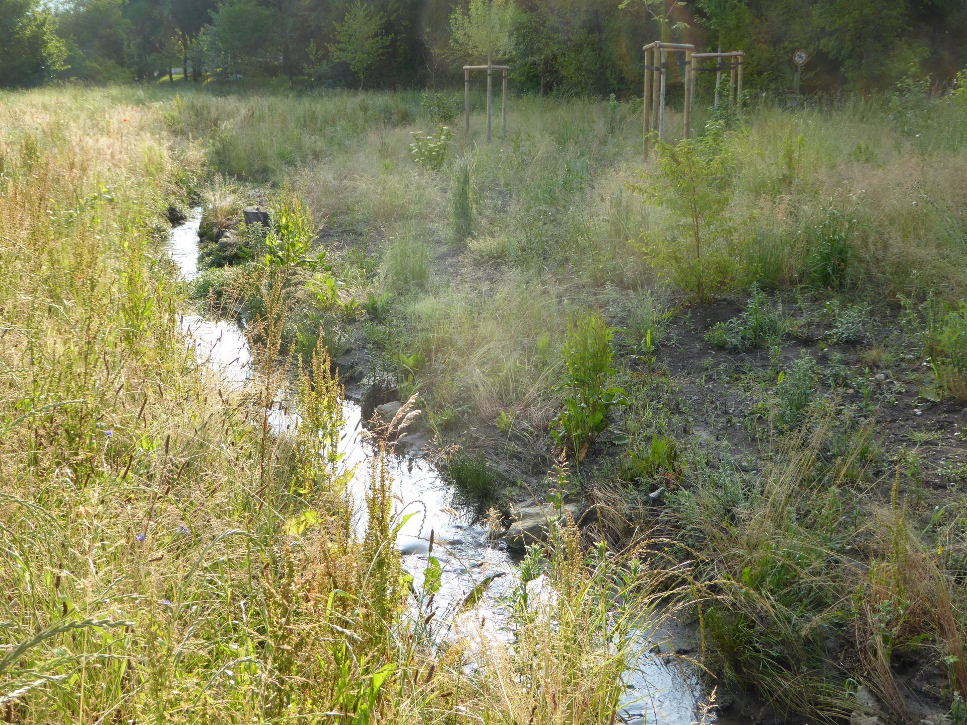 Ein kleiner Bach fließt durch grasbewachsene Ufer, im Hintergrund sind Bäume zu sehen.