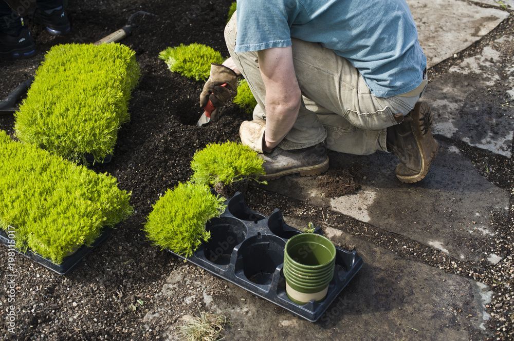 Une personne agenouillée dans un jardin, plantant un couvre-sol vert vif à côté de plateaux de jeunes plants en pot.