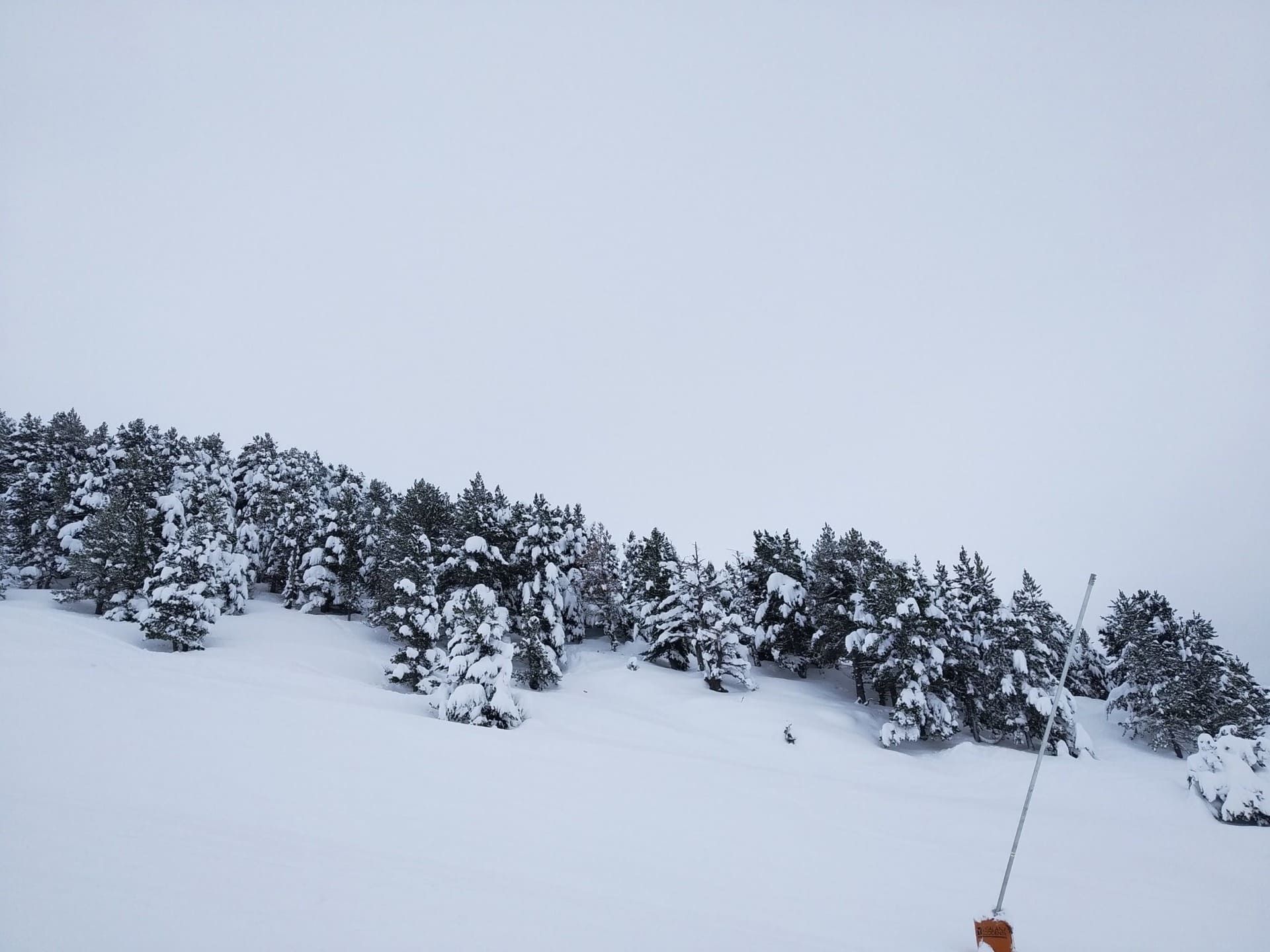 Ladera cubierta de nieve con árboles de hoja perenne oscuros bajo un cielo invernal pálido