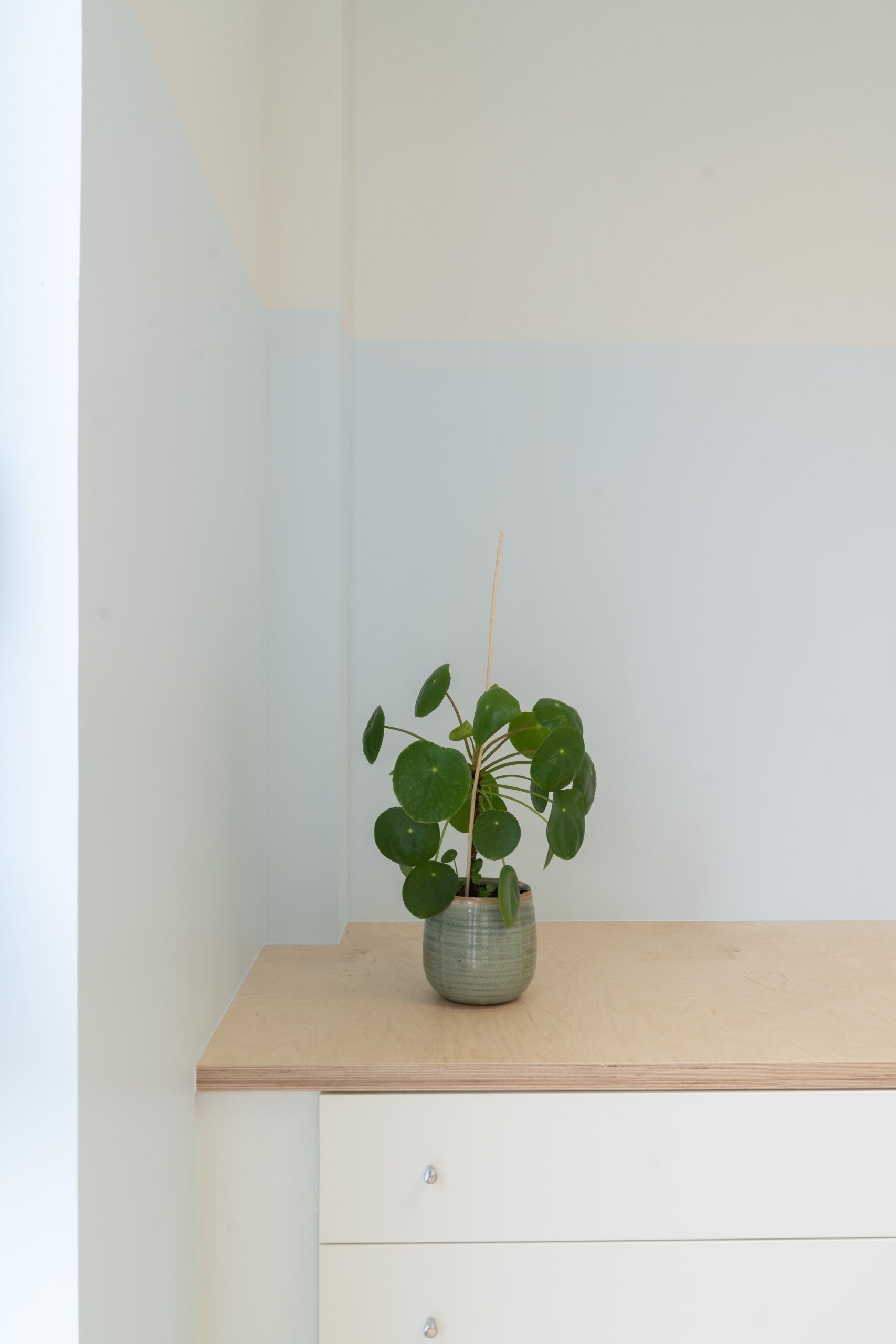 Pilea posé sur un meube