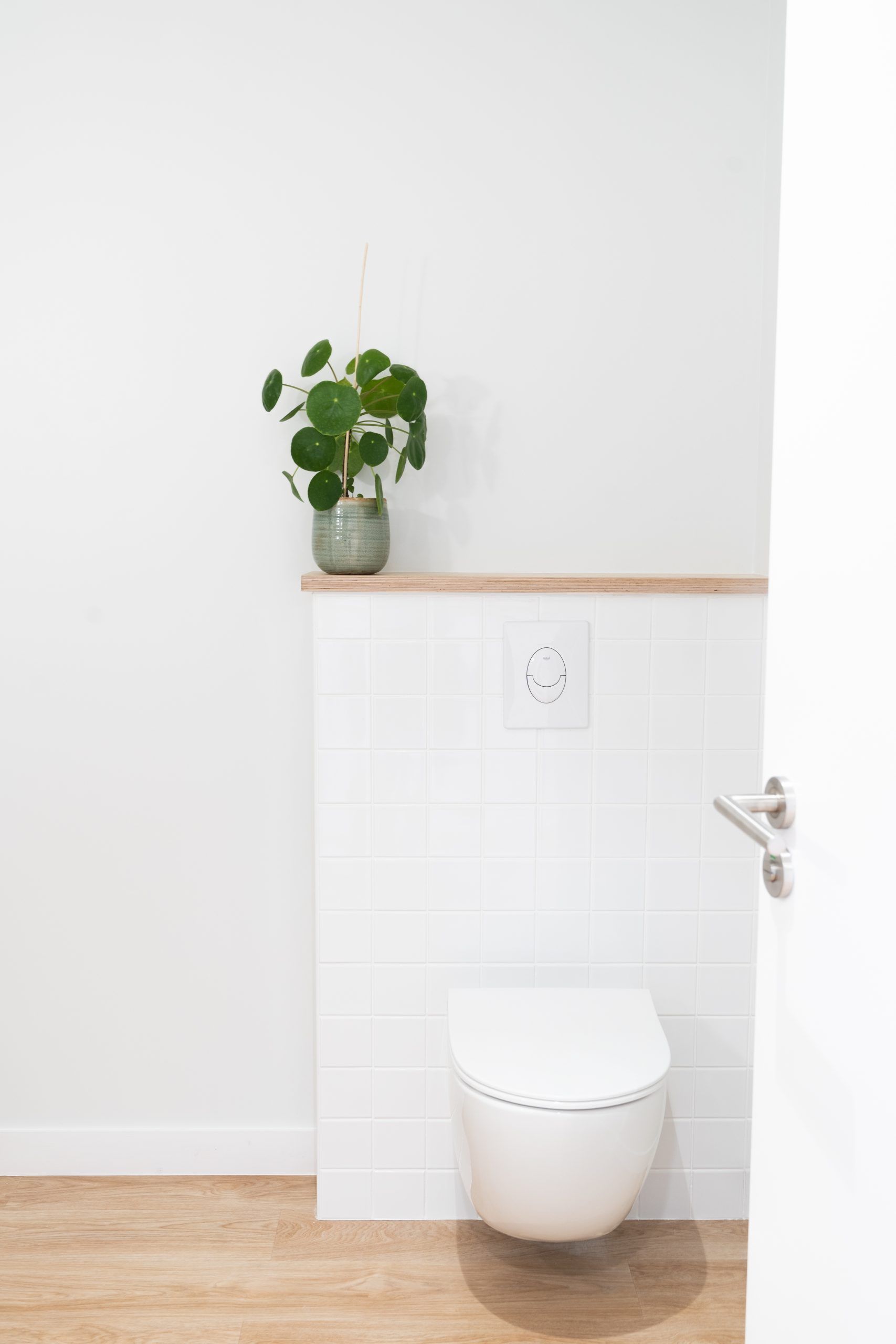 Pilea sur une étagère