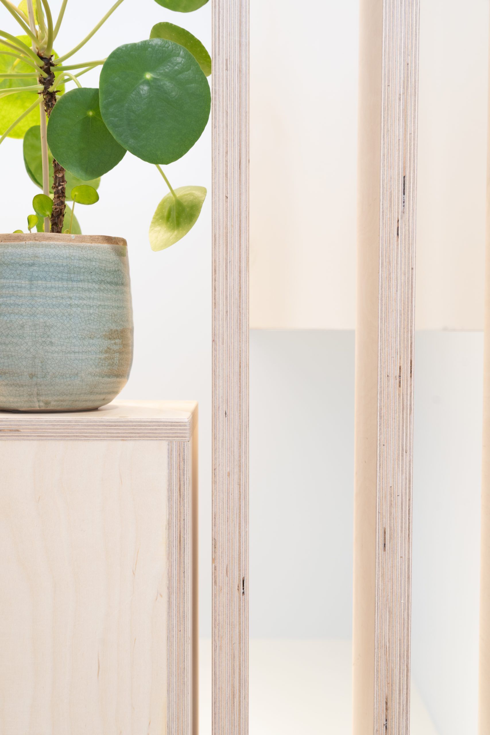 Pilea vu de plus près sur une étagère