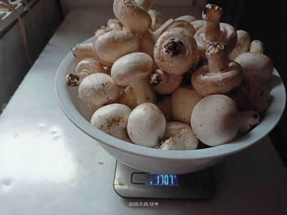 Champiñones blancos en un recipiente sobre una báscula, que muestra un peso de 370,7.