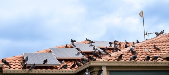 Nombreux pigeons posé sur le toit d'une maison avec des panneaux photovoltaïque.