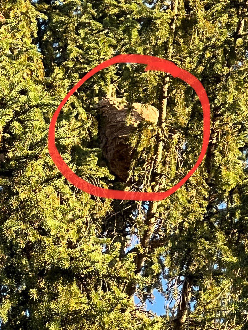 Nid de frelons asiatique accroché en haut de arbre.