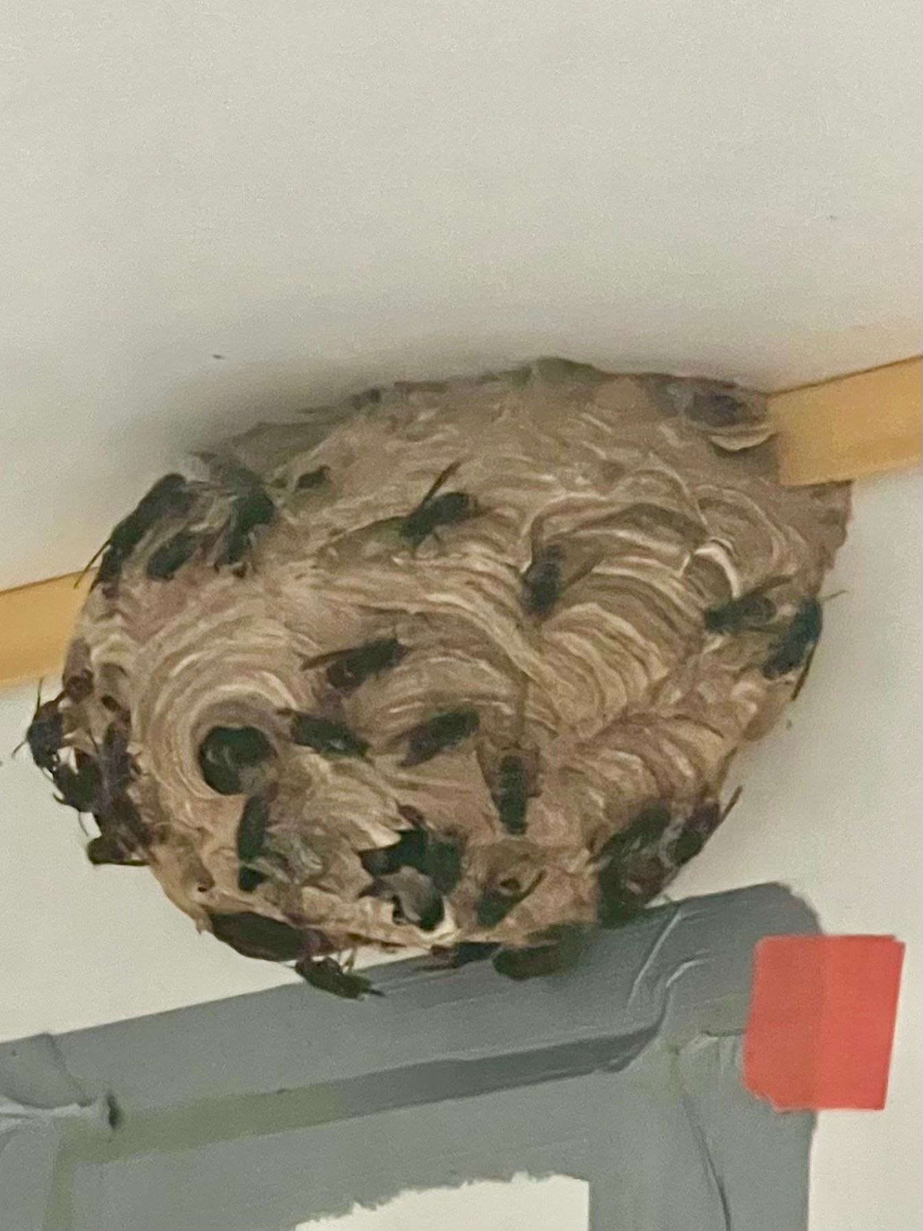 Nid de guêpes fixé sous une structure à l’intérieur sous un plafond.