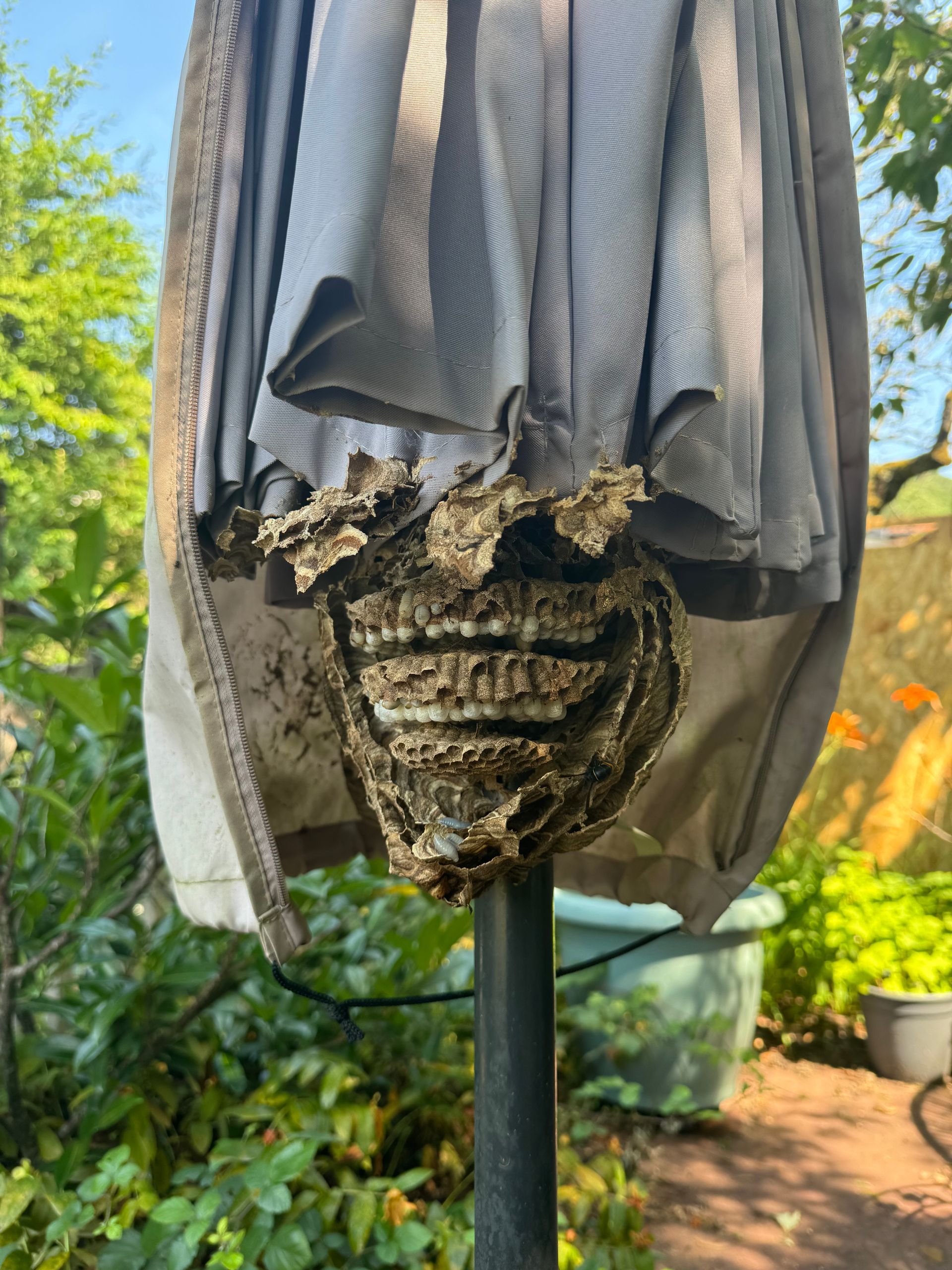 Nid de guêpe accroché autour du pied d'un parasol fermé.