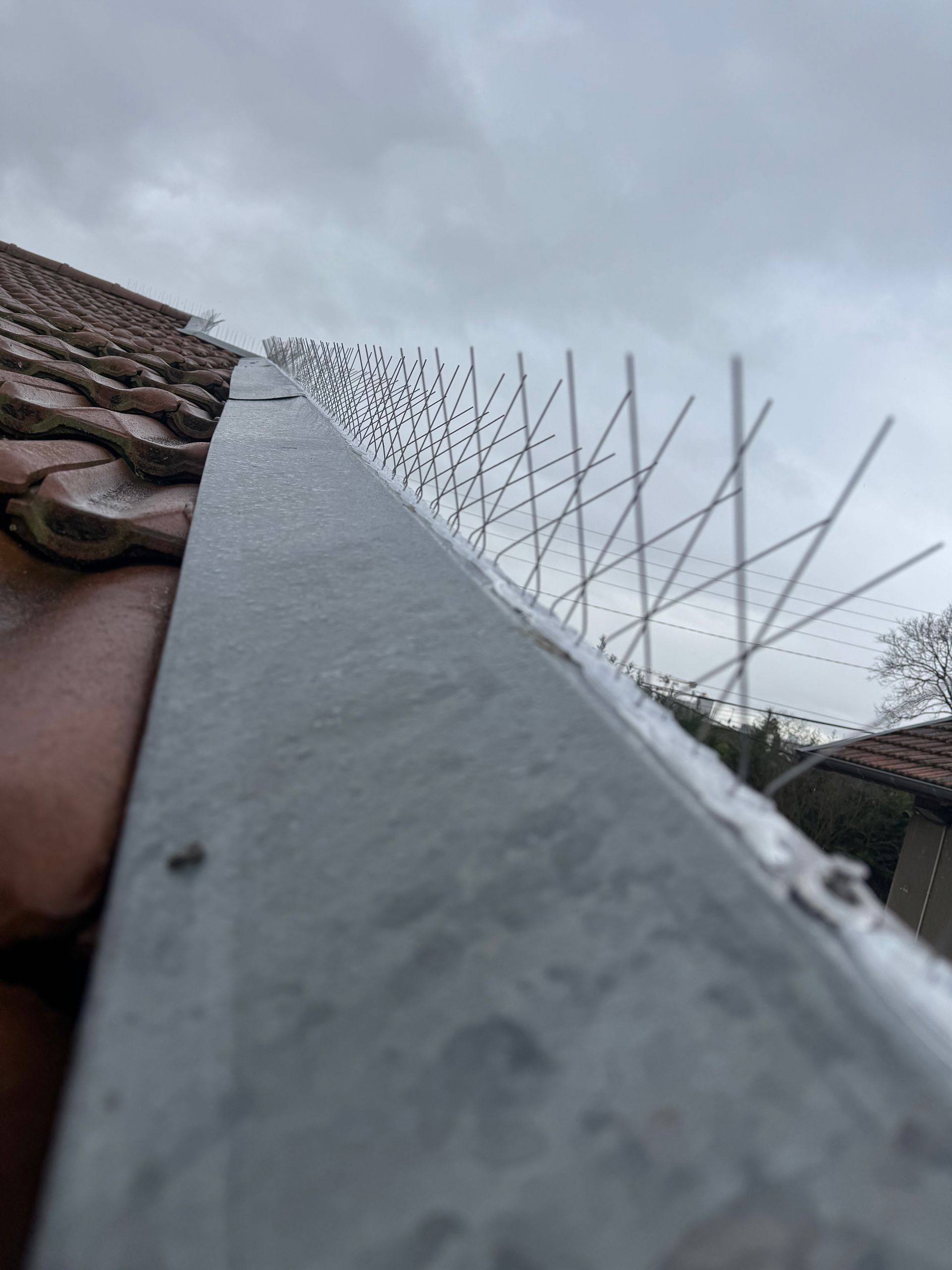 Pics anti-pigeons installés le long d'une gouttière de toiture de maison.