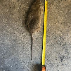 Corps d'un rat mort étendu à côté d'un mètre mesureur indiquant 40 centimètres de long de la tête à la queue.