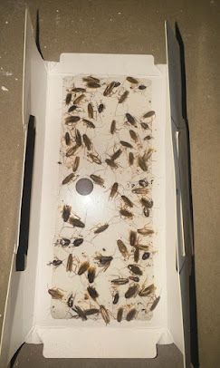 Corps de cafards morts dans un piège anti cafards auto adhésif.