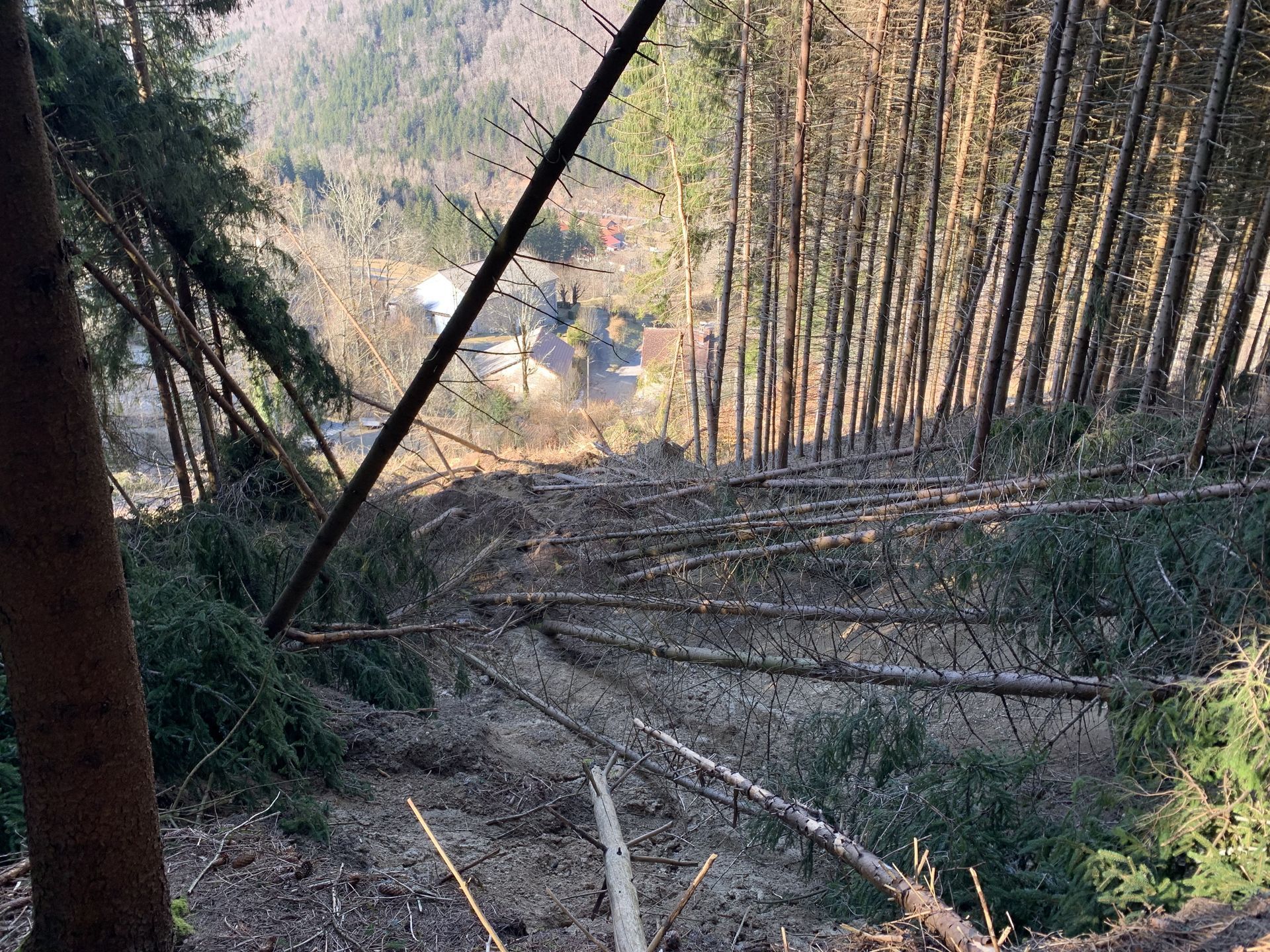 Un versant escarpé et boisé, jonché de nombreux pins tombés, surplombant une vallée où se dressent des bâtiments au loin.